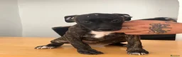 American Pit Bull Terrier perros en venta: Pitbull hembras - Anuncio 1