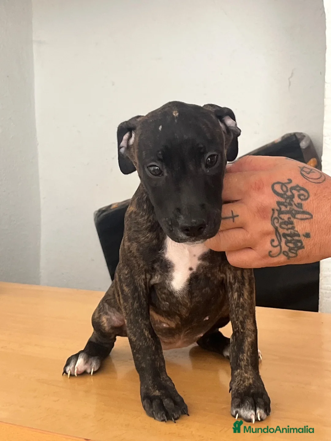 American Pit Bull Terrier perros en venta: Pitbull hembras - Anuncio 1