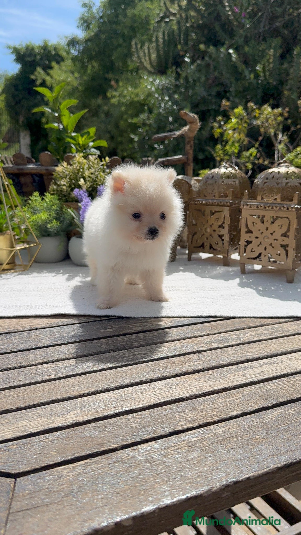 Pomerania perros Pomerania Toy macho línea americana muy pequeño - Anuncio 2