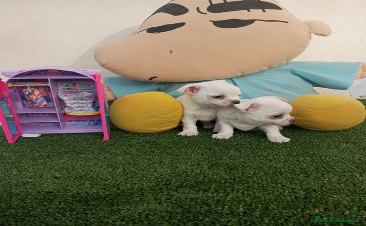 Chihuahua perros - Anuncio 2