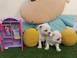 Chihuahua perros - Anuncio 21