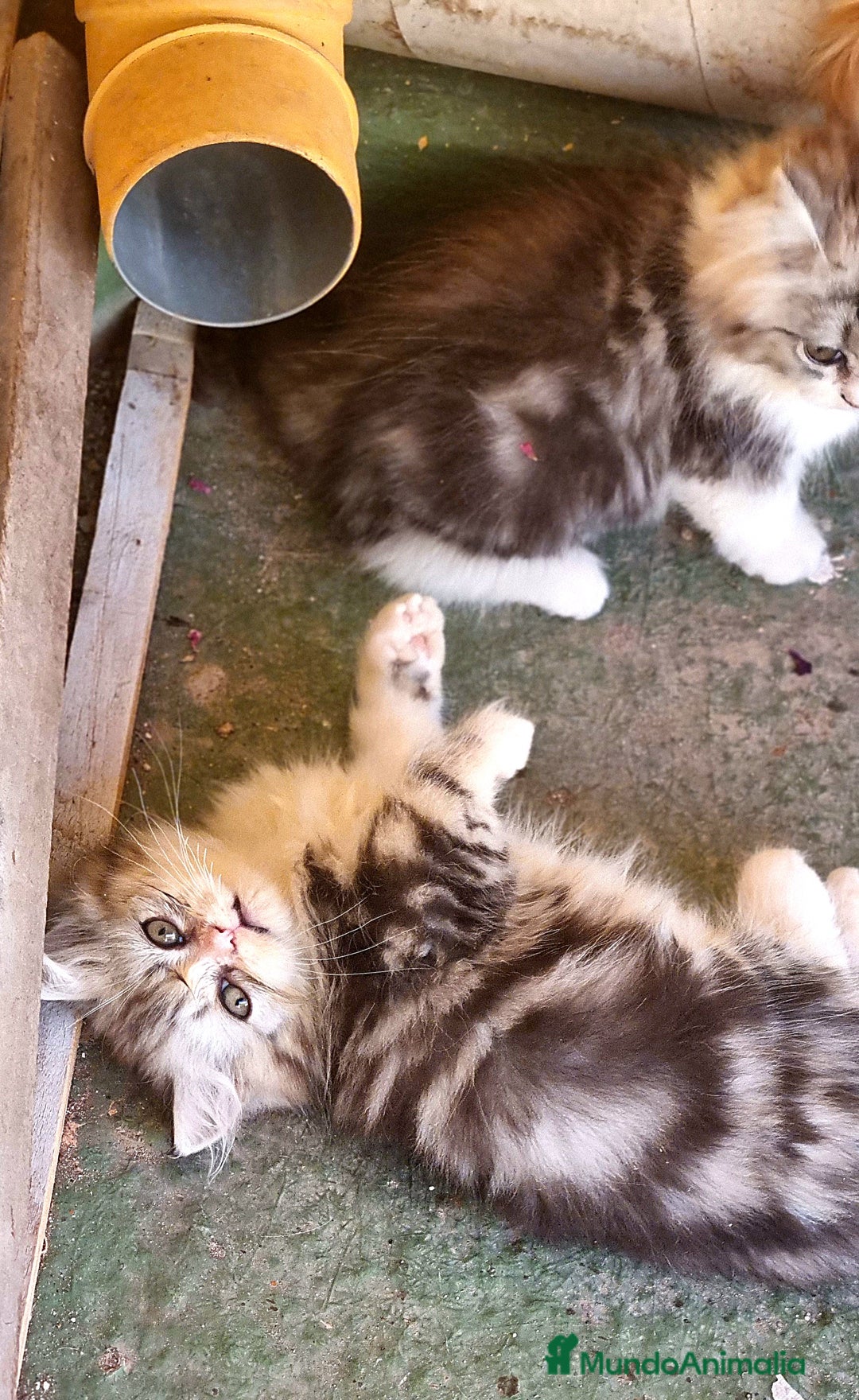Persa gatos en venta: Gatos persa - Imagen 8