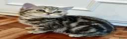 Británico de Pelo Corto gatos en venta: CAMADA DE GATO/AS BRITISH SHORTAIR - Anuncio 13