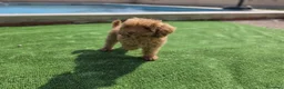 Caniche Toy perros en venta: Cachorrito Caniche Toy - Anuncio 2
