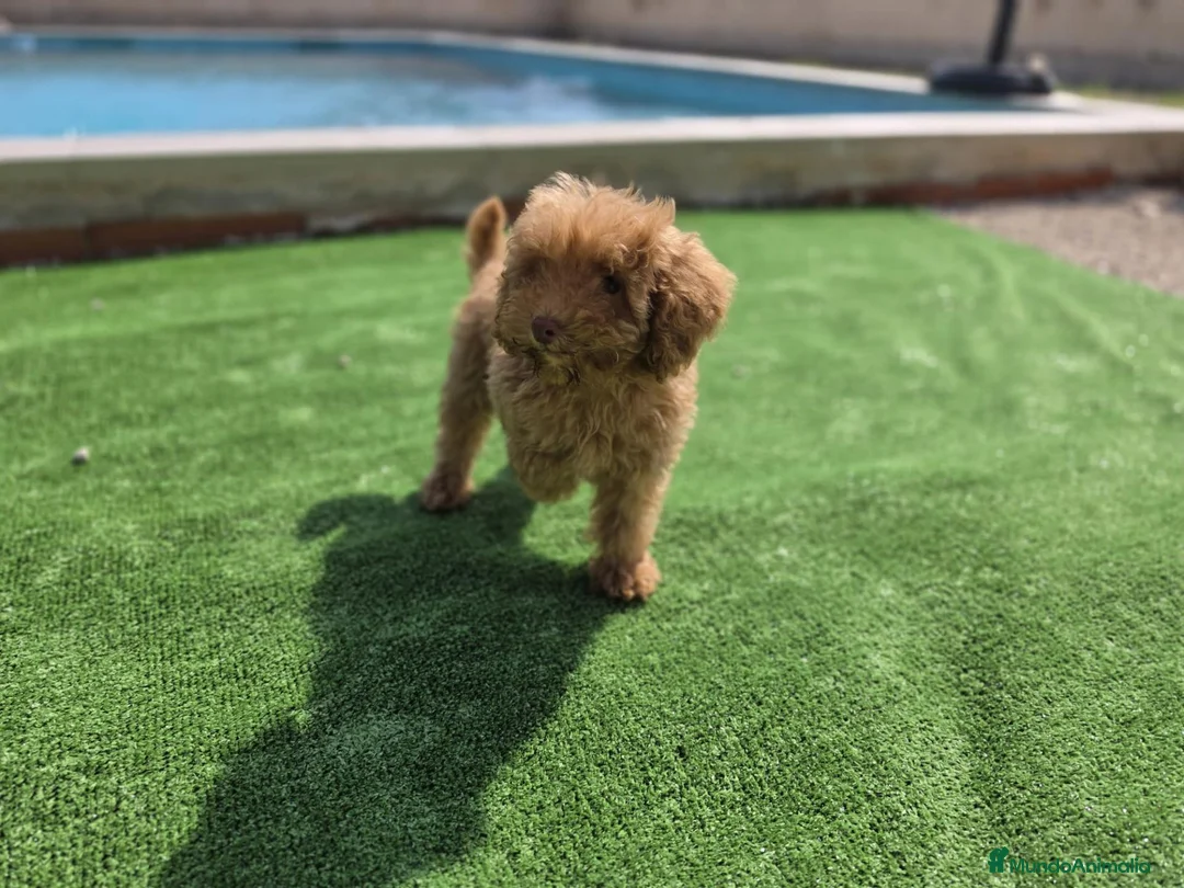 Caniche Toy perros en venta: Cachorrito Caniche Toy - Anuncio 2