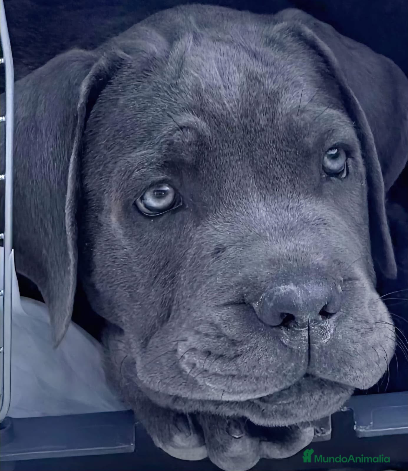Cane Corso perros CANE CORSO BLUES Y NEGROS  - Anuncio 3