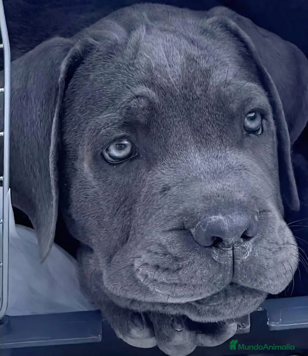 Cane Corso perros en venta: CANE CORSO BLUES Y NEGROS  - Anuncio 1
