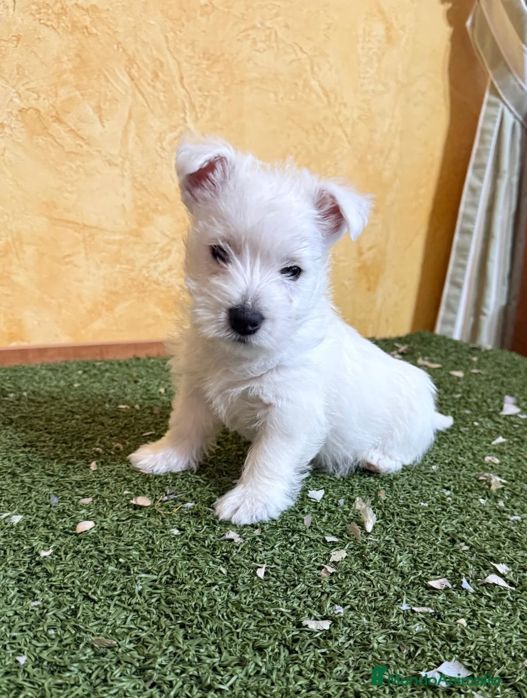 West Highland White Terrier perros en venta: Westys  - Anuncio 4