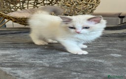 Ragdoll gatos en venta: Gatitos Ragdoll 19-05 - Imagen 8
