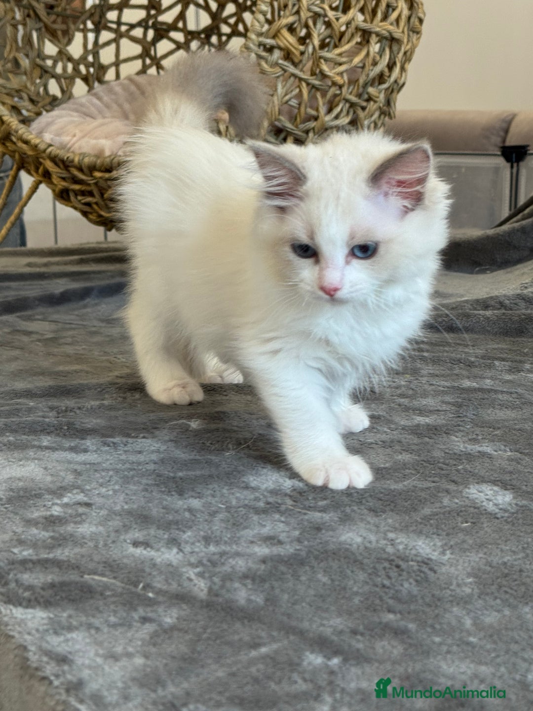 Ragdoll gatos en venta: Gatitos Ragdoll 19-05 - Imagen 8