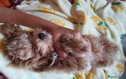 Maltipoo perros en venta: Maltipoo toy  - Imagen 3