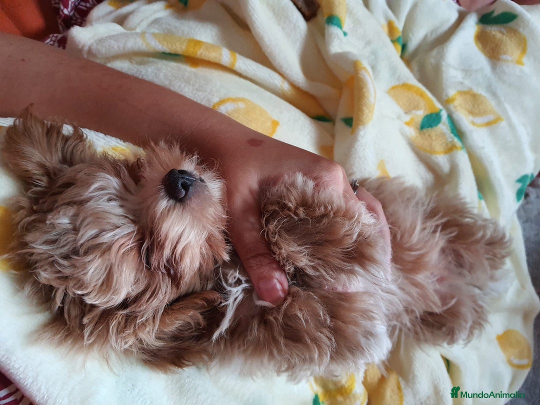 Maltipoo perros en venta: Maltipoo toy  - Imagen 3