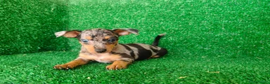 Pinscher Miniatura 1