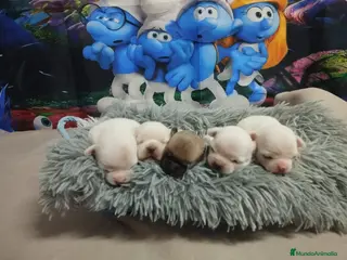 Chihuahua perros Chihuahuas toy cabeza de manzana - Anuncio 13