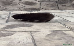 Pomerania perros en venta: Poo pomerania MICRO TOY  - Imagen 20