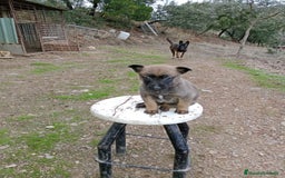 Pastor Belga Malinois perros en venta: CACHORROS DE BELGA MALINOIS  - Imagen 4