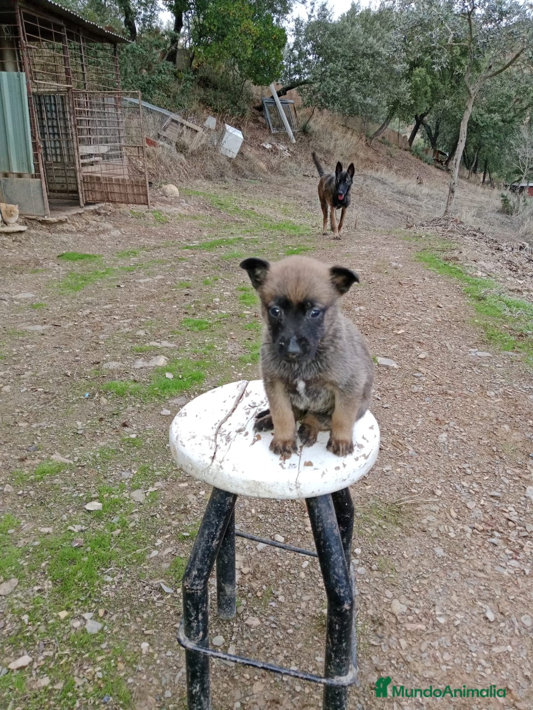 Pastor Belga Malinois perros en venta: CACHORROS DE BELGA MALINOIS  - Imagen 4
