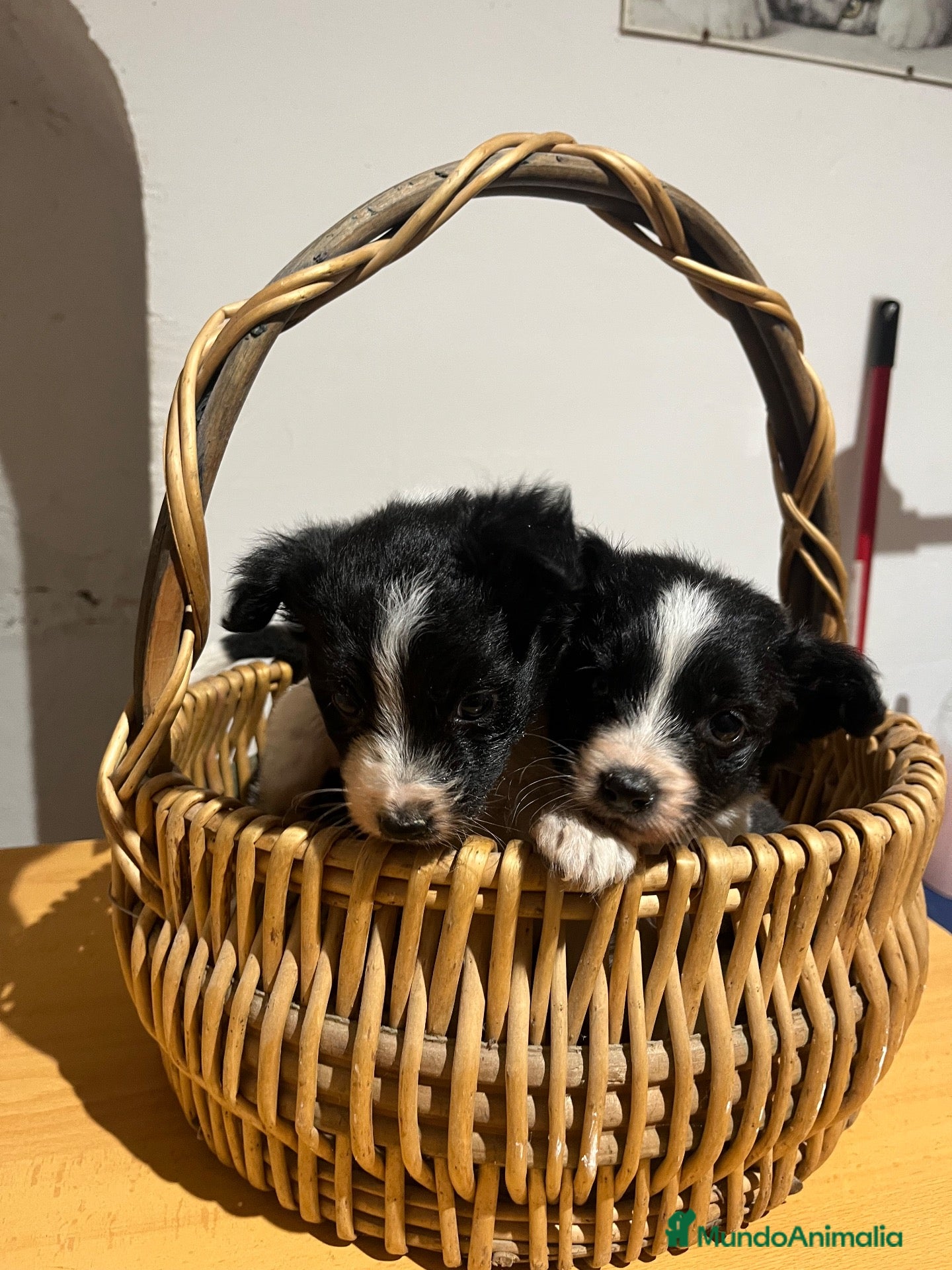 Border Collie perros en venta: Border, Collie - Anuncio 1