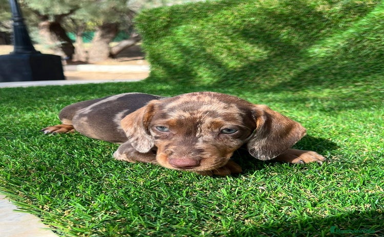 Teckel Miniatura perros - Anuncio 3