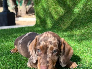 Teckel Miniatura perros TECKEL ASTURIAS !!! - Anuncio 2