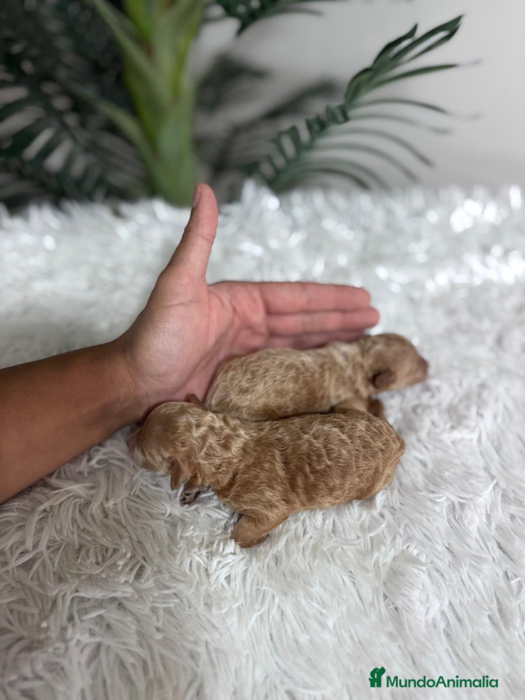 Caniche Toy perros en venta: CANICHE TOY - Imagen 6