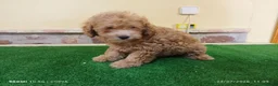 Caniche Enano perros en venta: caniche enano - Anuncio 3