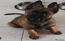 Pastor Belga Malinois perros en venta: Pastor belga malinois - Anuncio 1