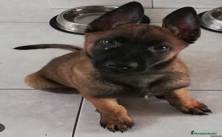 Pastor Belga Malinois perros Pastor belga malinois - Anuncio 4