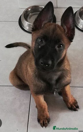 Pastor Belga Malinois perros Pastor belga malinois - Anuncio 1