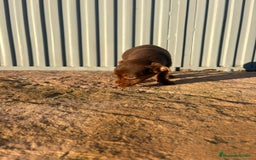 Pinscher Miniatura perros en venta: Pinscher miniatura hermbra chocolate  - Anuncio 8