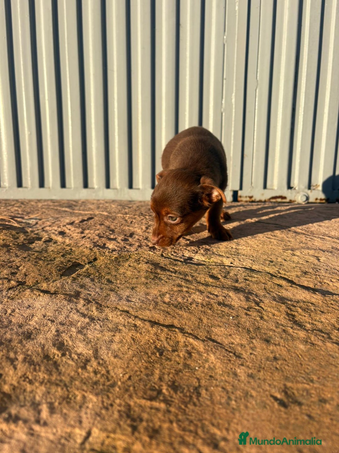 Pinscher Miniatura perros en venta: Pinscher miniatura hermbra chocolate  - Anuncio 8