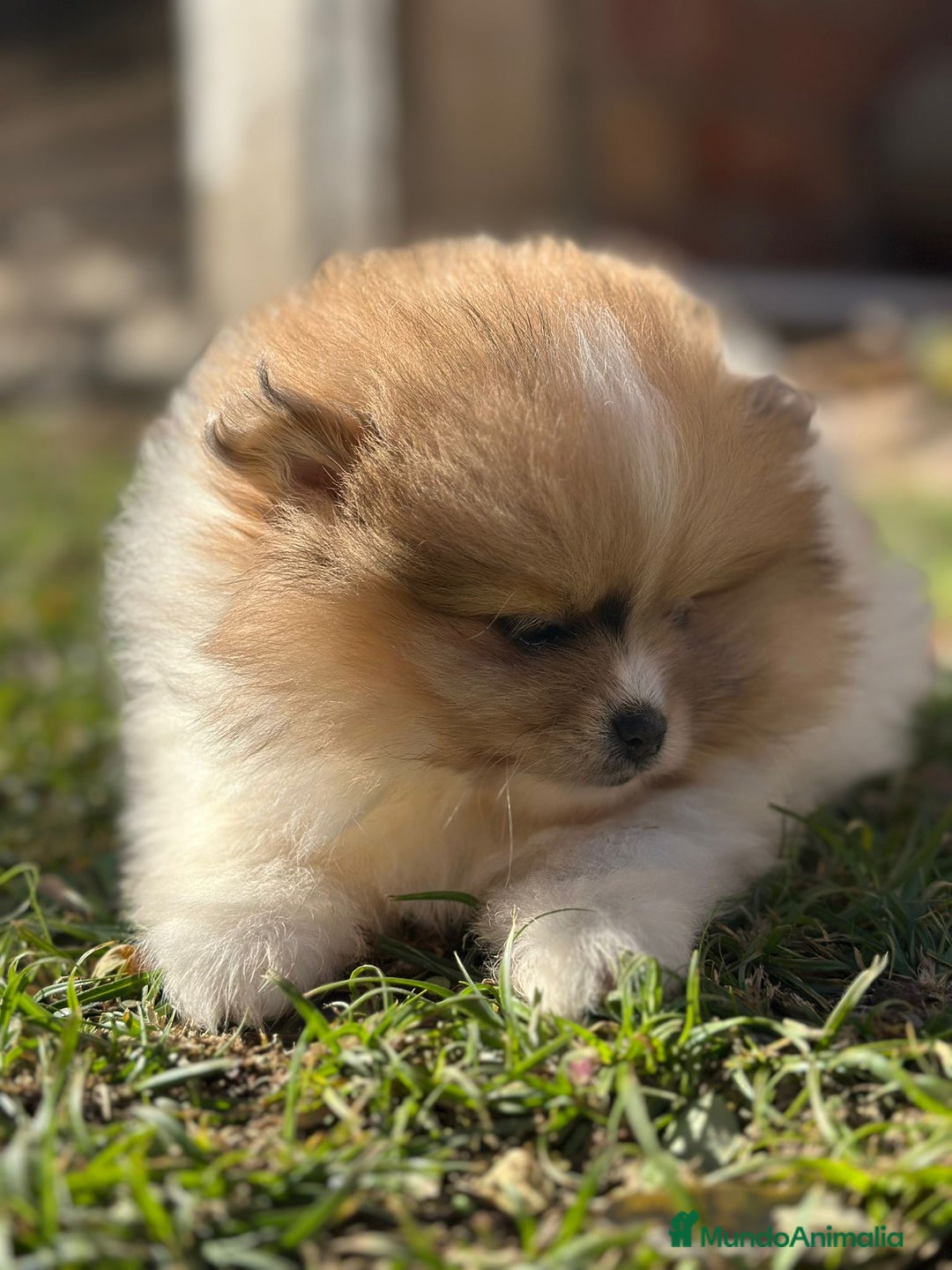 Pomerania perros en venta: Pomerania Partycolor Toy  - Anuncio 4