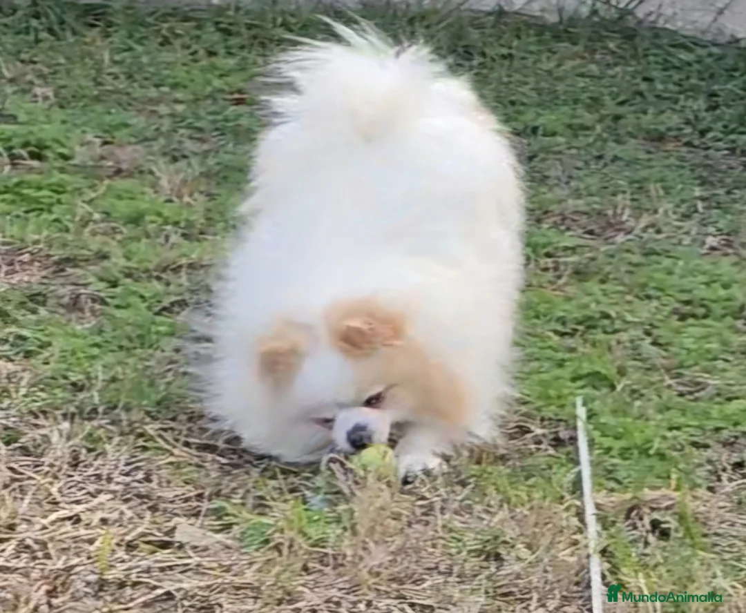 Pomerania perros en venta: POMERANIA JOVEN OJO AZUL - Anuncio 5