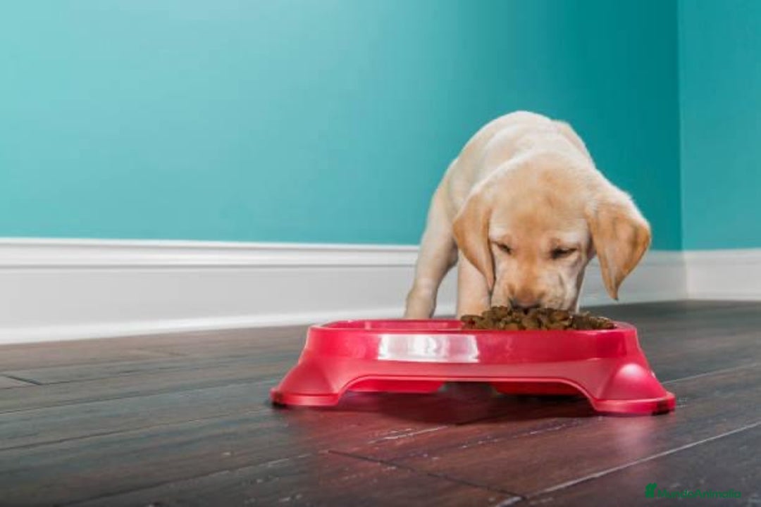 Labrador Retriever perros en venta: LABRADORES /////PUPIES  - Imagen 5
