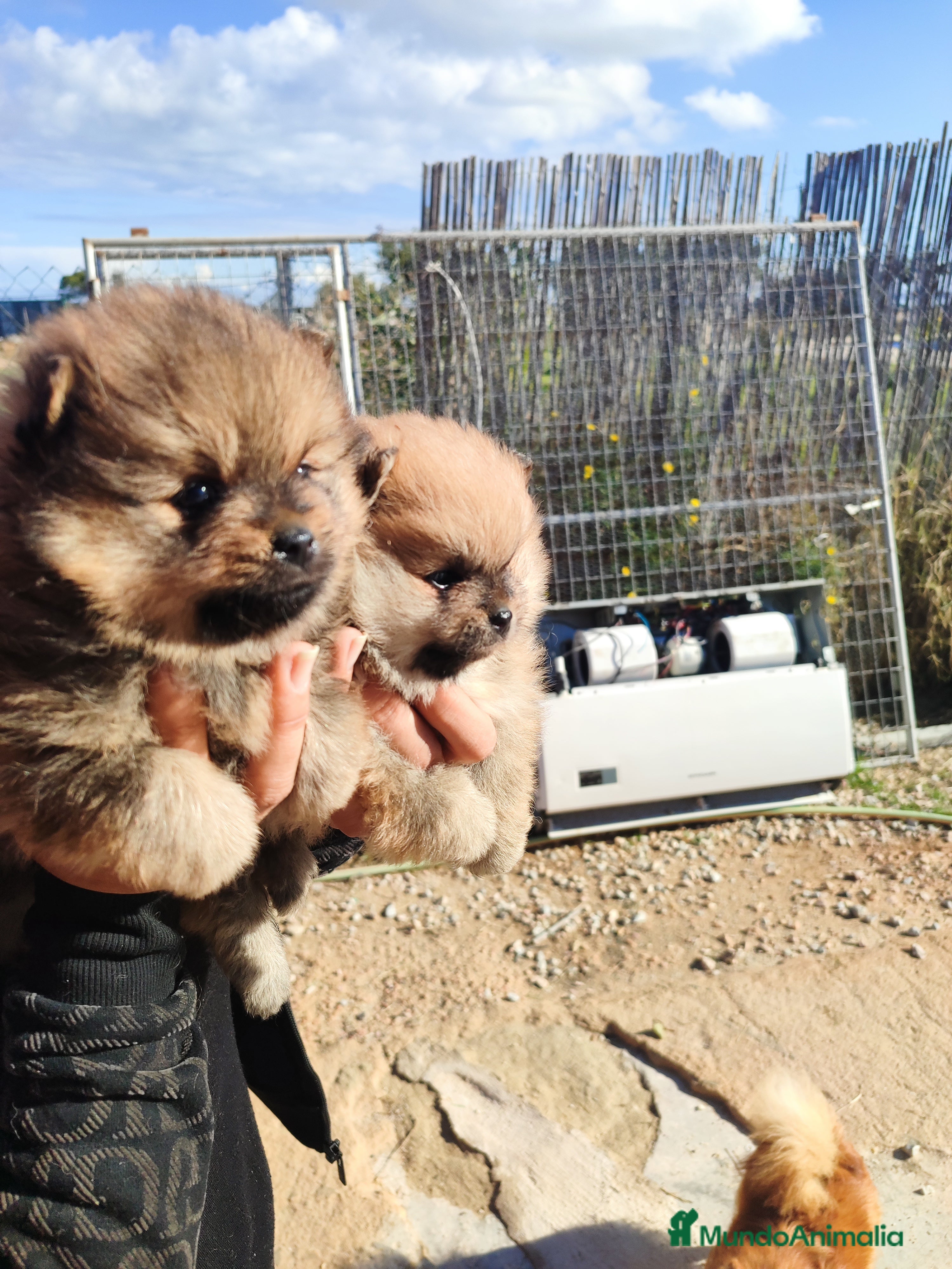 Pomerania perros Lulú de pomerania precio real - Anuncio 2