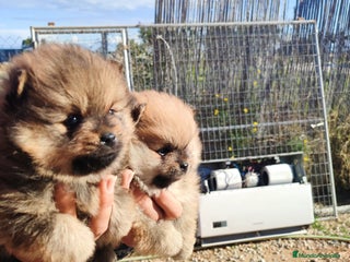 Pomerania perros Lulú de pomerania precio real - Anuncio 2
