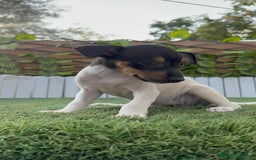 Ratonero Bodeguero Andaluz perros en venta: BODEGUERO ANDALUZ - Imagen 3