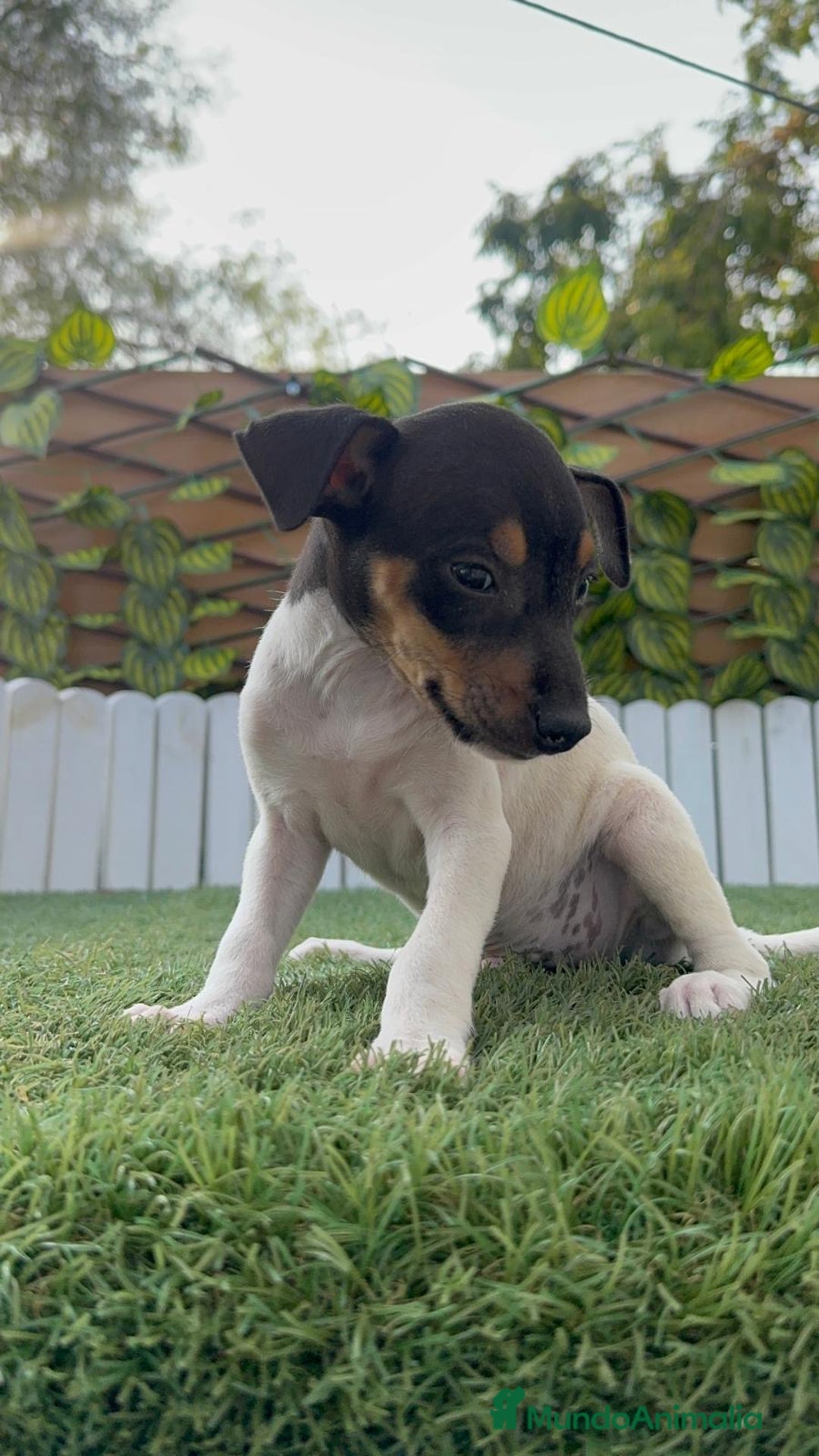 Ratonero Bodeguero Andaluz perros en venta: BODEGUERO ANDALUZ - Imagen 3