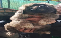 Pastor del Cáucaso perros en venta: Pastor del Cáucaso  - Imagen 4