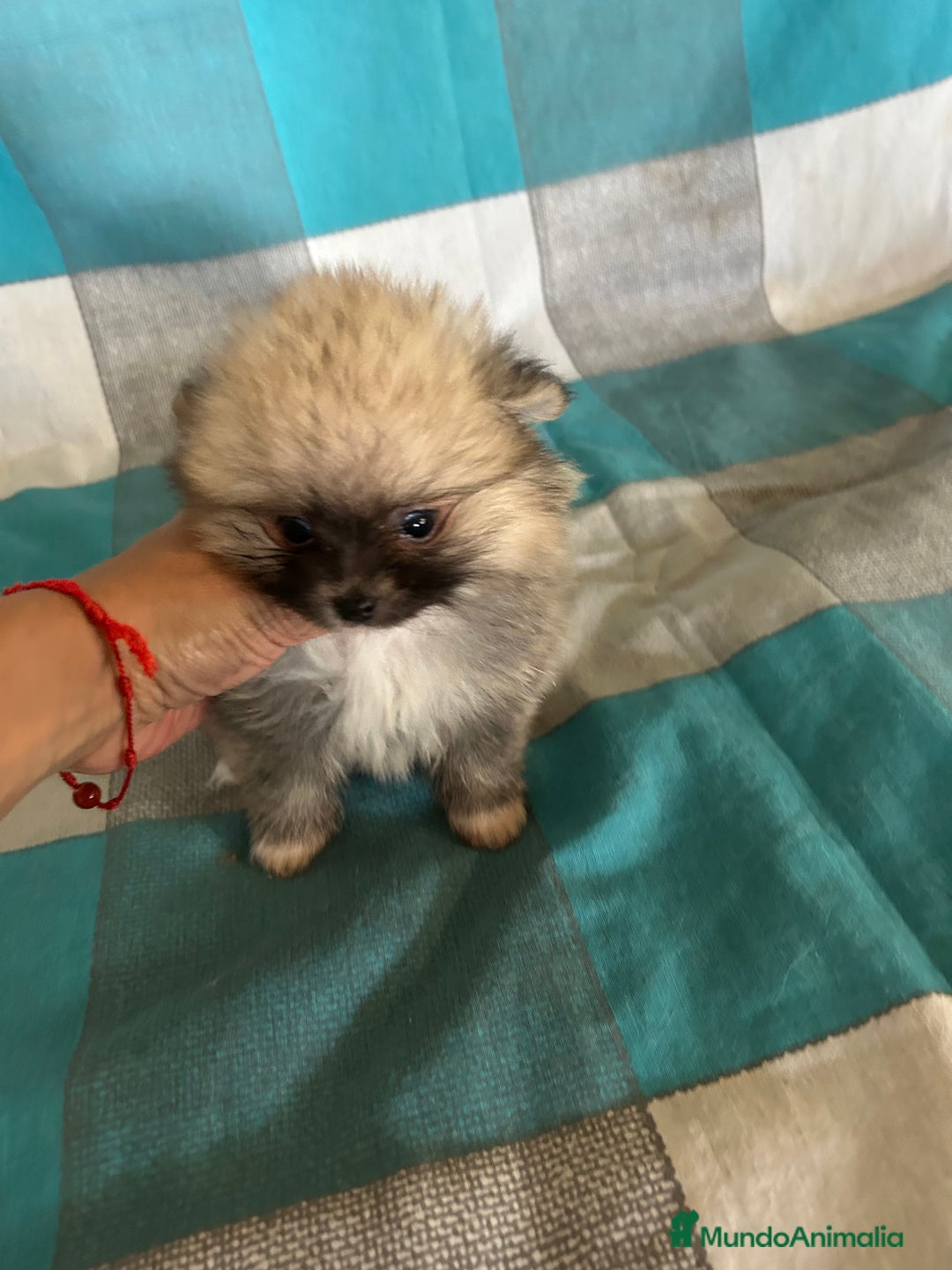 Pomerania perros en venta: Pomeranias - Imagen 4