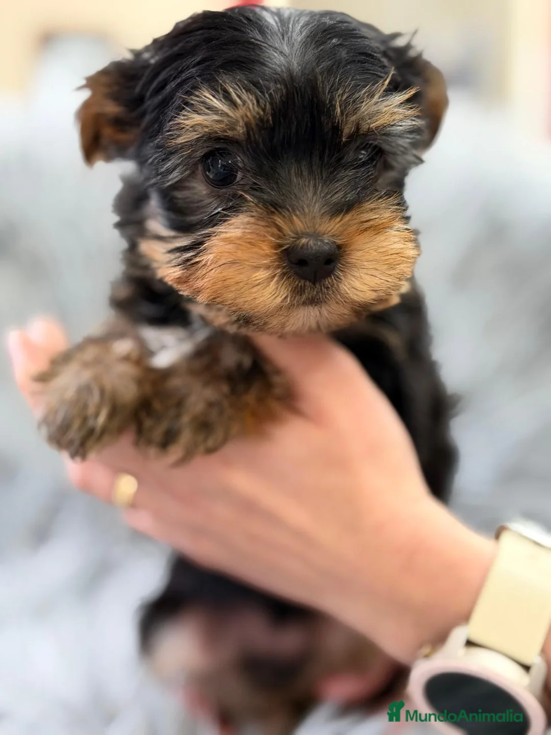 Yorkshire Terrier perros en venta: YORKSHIRE NEGRO FUEGO - Anuncio 7