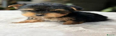 Yorkshire Terrier Cachorro 1