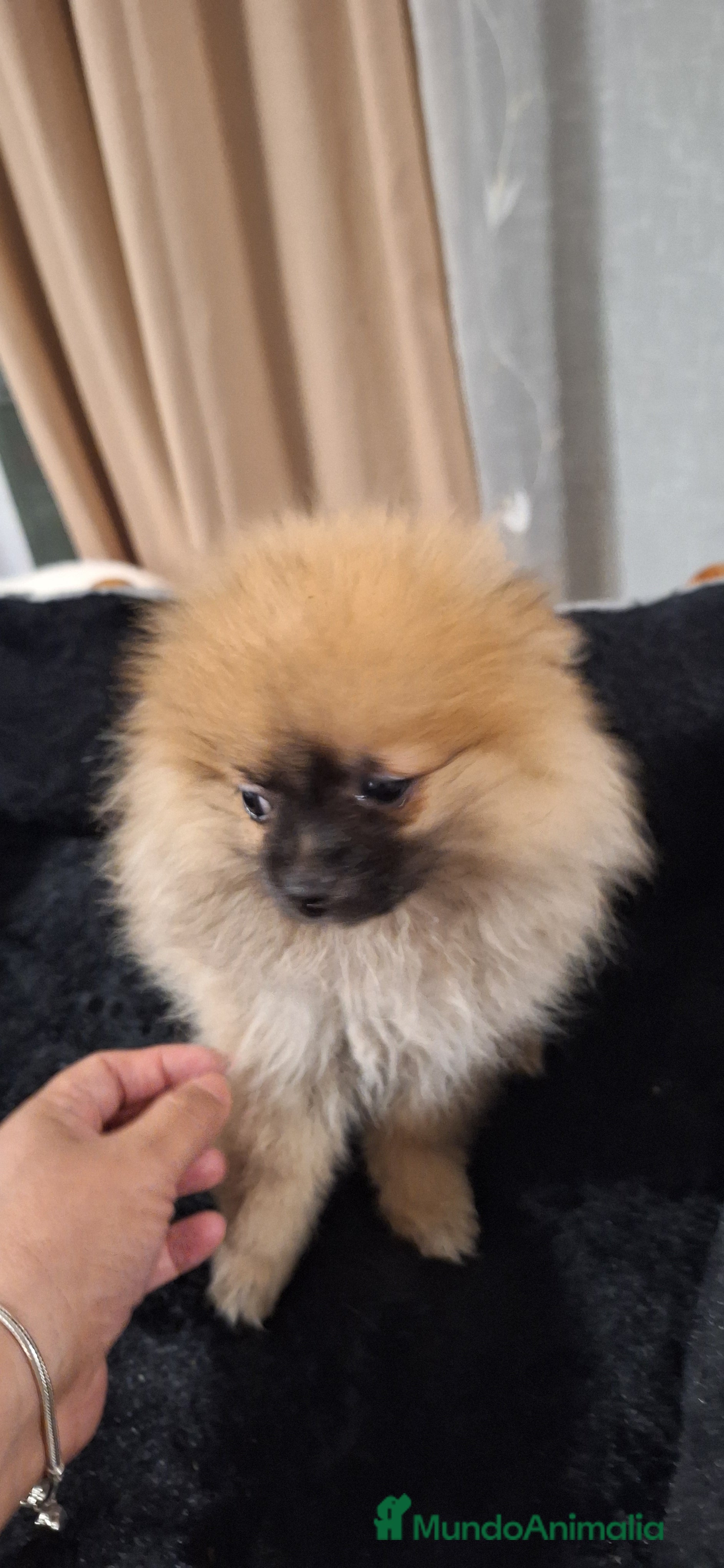 Pomerania perros Pomerania  - Anuncio 26