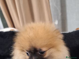 Pomerania perros Pomerania - Anuncio 16
