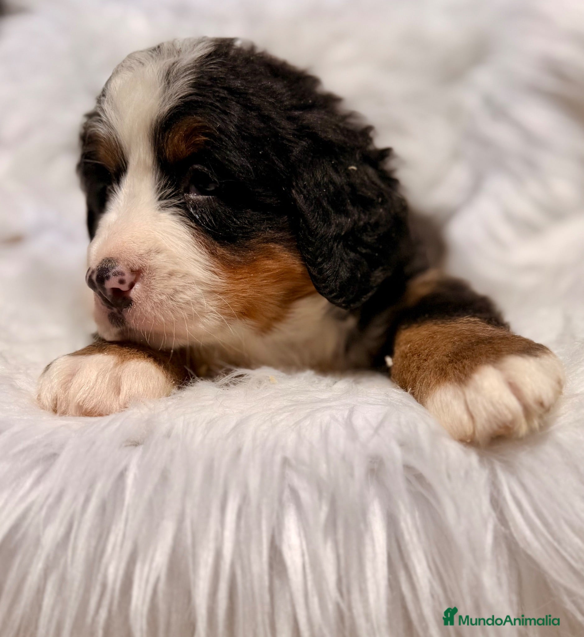 Boyero de Berna perros ÚLTIMA HEMBRA DE BOYERO IMPRESIONANTE - Anuncio 3