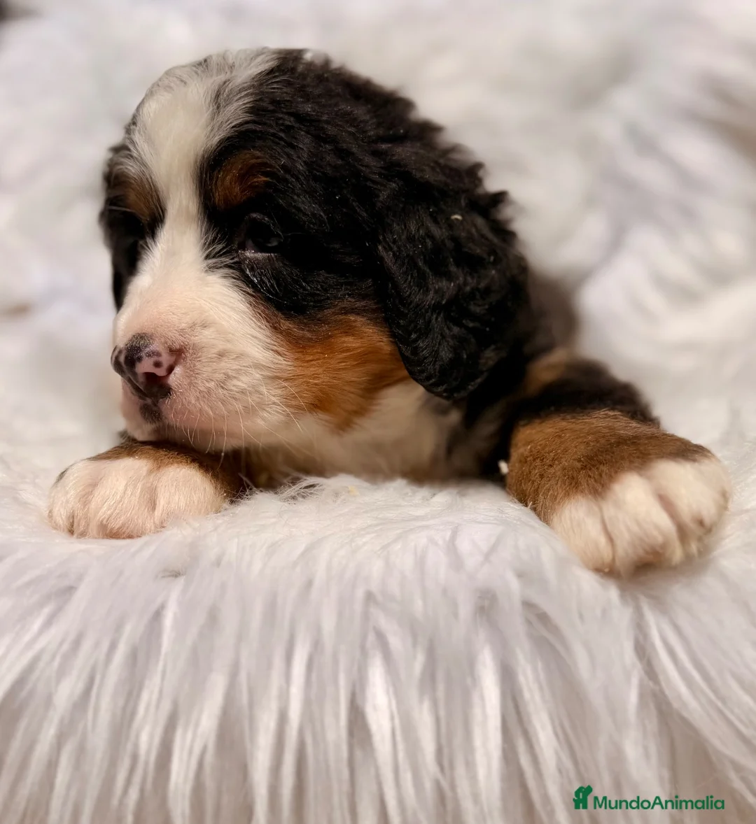 Boyero de Berna perros en venta: ÚLTIMA HEMBRA DE BOYERO IMPRESIONANTE - Anuncio 1