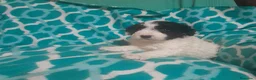 Perro de Agua Español perros en venta: PERRO DE AGUA ESPAÑOL - Anuncio 8