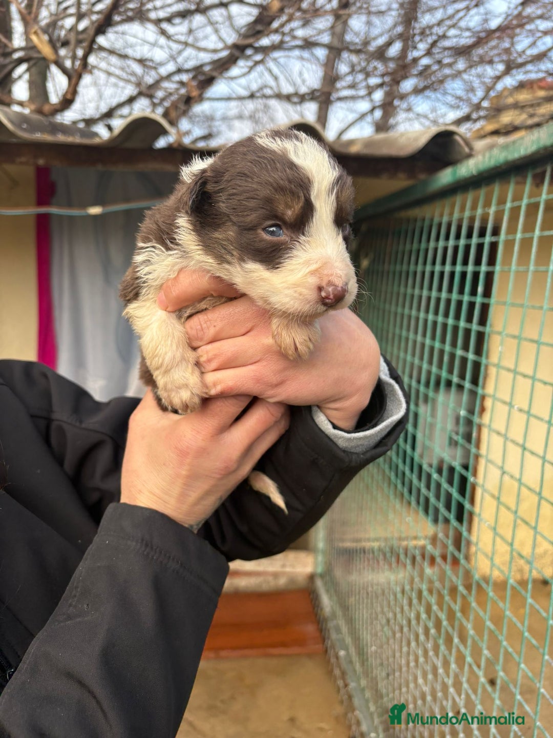 Border Collie perros en venta: Cachorro de Border Collie hembra chocolate  - Anuncio 8