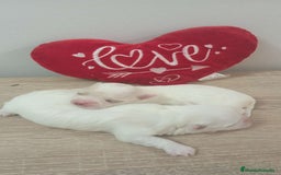 Bichón Maltés perros en venta: Bichón maltés mini toy  - Imagen 4