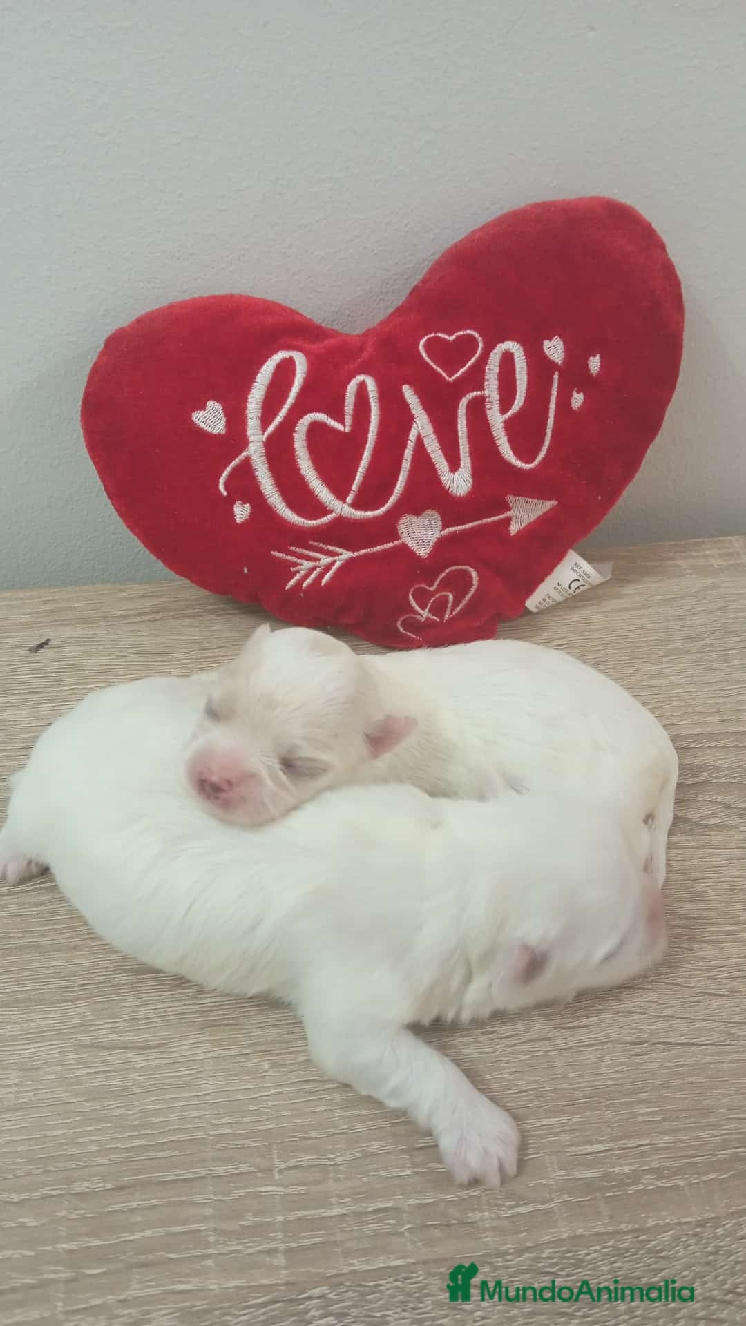 Bichón Maltés perros en venta: Bichón maltés mini toy  - Imagen 4
